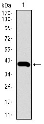 SLC2A4 / GLUT-4 Antibody - Western blot using SLC2A4 monoclonal antibody against human SLC2A4 recombinant protein. (Expected MW is 39.9 kDa)