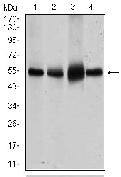 SLC2A4 / GLUT-4 Antibody - Western blot using SLC2A4 mouse monoclonal antibody against HeLa (1), NIH3T3 (2), 3T3-L1 (3) cell lysate and Mouse heart (4) tissue lysate.