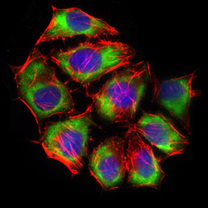 SLC2A4 / GLUT-4 Antibody - Immunofluorescence of HepG2 cells using SLC2A4 mouse monoclonal antibody (green). Blue: DRAQ5 fluorescent DNA dye. Red: Actin filaments have been labeled with Alexa Fluor-555 phalloidin.