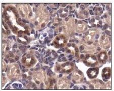 SLC2A4 / GLUT-4 Antibody - Glucose Transporter GLUT4 Antibody - IHC of GLUT4 in mouse kidney.  This image was taken for the unconjugated form of this product. Other forms have not been tested.