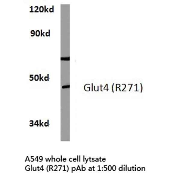 SLC2A4 / GLUT-4 Antibody - Western blot of Glut4 (R271) pAb in extracts from A549 cells.