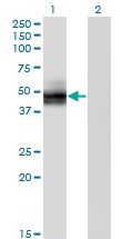 SLC2A4 / GLUT-4 Antibody - Western blot of SLC2A4 expression in transfected 293T cell line by SLC2A4 monoclonal antibody (M02), clone 1F12.