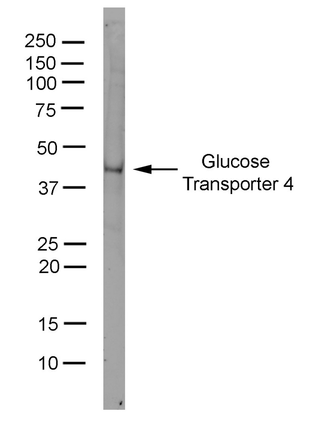 SLC2A4 / GLUT-4 Antibody - 3T3-L1 lysate probed with Mouse anti-Rat GLUT4:HRP This image was taken for the unconjugated form of this product. Other forms have not been tested.