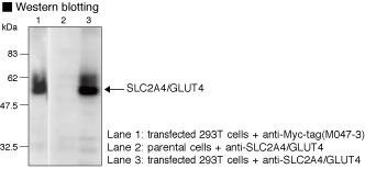 SLC2A4 / GLUT-4 Antibody