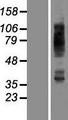 SLC2A4 / GLUT-4 Protein - Western validation with an anti-DDK antibody * L: Control HEK293 lysate R: Over-expression lysate