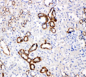 SLC2A5 / GLUT5 Antibody - SLC2A5 / GLUT5 antibody. IHC(P): Rat Kidney Gland Tissue.