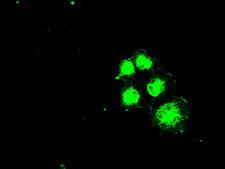 SLC2A5 / GLUT5 Antibody - Anti-SLC2A5 mouse monoclonal antibody  immunofluorescent staining of COS7 cells transiently transfected by pCMV6-ENTRY SLC2A5.