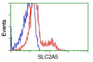 SLC2A5 / GLUT5 Antibody - HEK293T cells transfected with either overexpress plasmid (Red) or empty vector control plasmid (Blue) were immunostained by anti-SLC2A5 antibody, and then analyzed by flow cytometry.