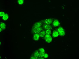 SLC2A5 / GLUT5 Antibody - Immunofluorescent staining of HT29 cells using anti-SLC2A5 mouse monoclonal antibody.
