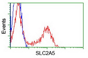 SLC2A5 / GLUT5 Antibody - HEK293T cells transfected with either overexpress plasmid (Red) or empty vector control plasmid (Blue) were immunostained by anti-SLC2A5 antibody, and then analyzed by flow cytometry.