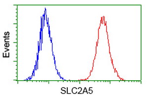 SLC2A5 / GLUT5 Antibody - Flow cytometry of Jurkat cells, using anti-SLC2A5 antibody, (Red) compared to a nonspecific negative control antibody (Blue).