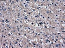 SLC2A5 / GLUT5 Antibody - IHC of paraffin-embedded liver tissue using anti-SLC2A5 mouse monoclonal antibody. (Dilution 1:50).