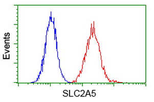 SLC2A5 / GLUT5 Antibody - Flow cytometry of HeLa cells, using anti-SLC2A5 antibody, (Red) compared to a nonspecific negative control antibody (Blue).