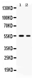 SLC2A5 / GLUT5 Antibody - Western blot - Anti-SLC2A5/Glut5 Picoband Antibody