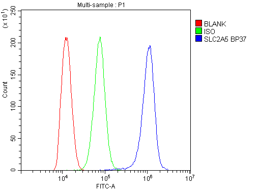 SLC2A5 / GLUT5 Antibody - Flow Cytometry analysis of THP-1 cells using anti-SLC2A5 antibody. Overlay histogram showing THP-1 cells stained with anti-SLC2A5 antibody (Blue line). The cells were blocked with 10% normal goat serum. And then incubated with rabbit anti-SLC2A5 Antibody (1µg/10E6 cells) for 30 min at 20°C. DyLight®488 conjugated goat anti-rabbit IgG (5-10µg/10E6 cells) was used as secondary antibody for 30 minutes at 20°C. Isotype control antibody (Green line) was rabbit IgG (1µg/10E6 cells) used under the same conditions. Unlabelled sample (Red line) was also used as a control.