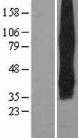 SLC2A5 / GLUT5 Protein - Western validation with an anti-DDK antibody * L: Control HEK293 lysate R: Over-expression lysate