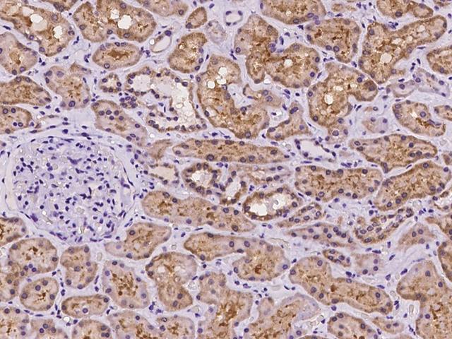 SLC2A7 / GLUT7 Antibody - Immunochemical staining of human SLC2A7 in human kidney with rabbit polyclonal antibody at 1:100 dilution, formalin-fixed paraffin embedded sections.