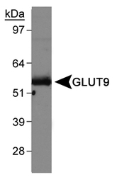 SLC2A9 / GLUT9 Antibody - Detection of GLUT9 in mouse kidney membrane.  This image was taken for the unconjugated form of this product. Other forms have not been tested.