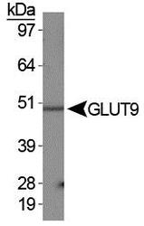SLC2A9 / GLUT9 Antibody - GLUT9 Antibody - WB detection of GLUT9a in human kidney membrane prep.  This image was taken for the unconjugated form of this product. Other forms have not been tested.