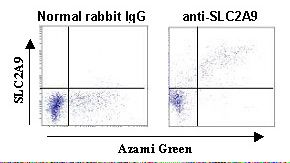 SLC2A9 / GLUT9 Antibody