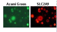 SLC2A9 / GLUT9 Antibody