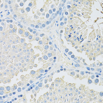 SLC2A9 / GLUT9 Antibody - Immunohistochemistry of paraffin-embedded mouse testis using SLC2A9 antibody at dilution of 1:100 (40x lens).