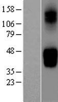 SLC2A9 / GLUT9 Protein - Western validation with an anti-DDK antibody * L: Control HEK293 lysate R: Over-expression lysate
