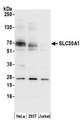 SLC30A1 / ZNT1 Antibody - Detection of human SLC30A1 by western blot. Samples: Whole cell lysate (50 µg) from HeLa, HEK293T, and Jurkat cells prepared using NETN lysis buffer. Antibody: Affinity purified rabbit anti-SLC30A1 antibody used for WB at 0.1 µg/ml. Detection: Chemiluminescence with an exposure time of 30 seconds.