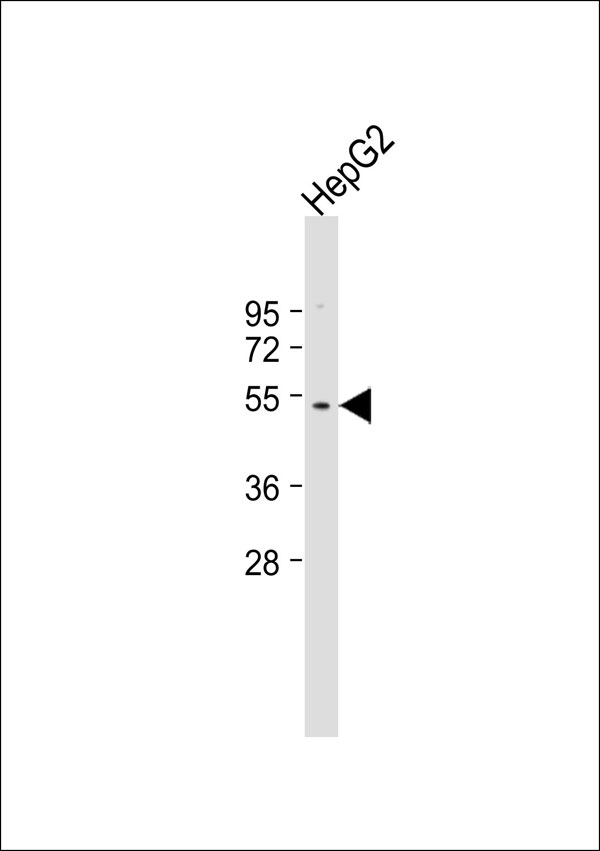 SLC30A1 / ZNT1 Antibody - Anti-ZNT1 Antibody at 1:500 dilution + HepG2 whole cell lysate Lysates/proteins at 20 ug per lane. Secondary Goat Anti-Rabbit IgG, (H+L), Peroxidase conjugated at 1:10000 dilution. Predicted band size: 55 kDa. Blocking/Dilution buffer: 5% NFDM/TBST.