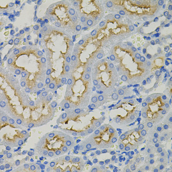 SLC30A1 / ZNT1 Antibody - Immunohistochemistry of paraffin-embedded rat kidney tissue.