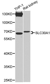 SLC30A1 / ZNT1 Antibody - Western blot analysis of extracts of various cell lines, using SLC30A1 antibody at 1:1000 dilution. The secondary antibody used was an HRP Goat Anti-Rabbit IgG (H+L) at 1:10000 dilution. Lysates were loaded 25ug per lane and 3% nonfat dry milk in TBST was used for blocking. An ECL Kit was used for detection and the exposure time was 90s.