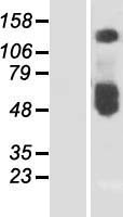 SLC30A1 / ZNT1 Protein - Western validation with an anti-DDK antibody * L: Control HEK293 lysate R: Over-expression lysate