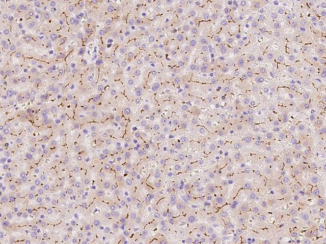 SLC30A10 Antibody - Immunochemical staining of human SLC30A10 in human liver with rabbit polyclonal antibody at 1:500 dilution, formalin-fixed paraffin embedded sections.