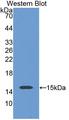 SLC30A3 / ZNT3 Antibody - Western blot of SLC30A3 / ZNT3 antibody.