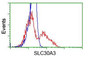 SLC30A3 / ZNT3 Antibody - HEK293T cells transfected with either overexpress plasmid (Red) or empty vector control plasmid (Blue) were immunostained by anti-SLC30A3 antibody, and then analyzed by flow cytometry.