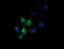 SLC30A3 / ZNT3 Antibody - Anti-SLC30A3 mouse monoclonal antibody  immunofluorescent staining of COS7 cells transiently transfected by pCMV6-ENTRY SLC30A3.