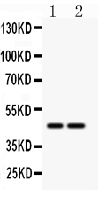 SLC30A4 Antibody - Western blot - Anti-SLC30A4 Antibody