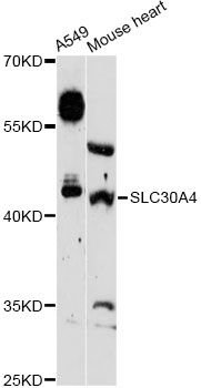 SLC30A4 Antibody - Western blot analysis of extracts of various cell lines, using SLC30A4 Antibody at 1:3000 dilution. The secondary antibody used was an HRP Goat Anti-Rabbit IgG (H+L) at 1:10000 dilution. Lysates were loaded 25ug per lane and 3% nonfat dry milk in TBST was used for blocking. An ECL Kit was used for detection and the exposure time was 90s.