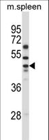 SLC30A6 Antibody - SLC30A6 Antibody western blot of mouse spleen tissue lysates (35 ug/lane). The SLC30A6 antibody detected the SLC30A6 protein (arrow).