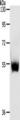 SLC30A6 Antibody - Western blot analysis of Mouse thymus tissue  using SLC30A6 Polyclonal Antibody at dilution of 1:223