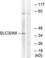 SLC30A8 / ZNT8 Antibody - Western blot analysis of lysates from K562 cells, using SLC30A8 Antibody. The lane on the right is blocked with the synthesized peptide.
