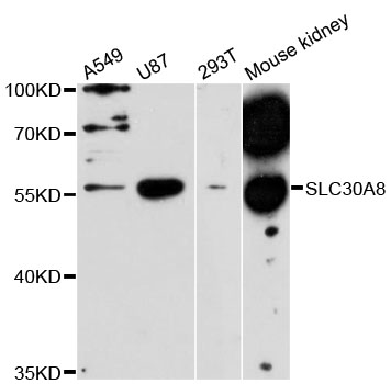 SLC30A8 / ZNT8 Antibody - Western blot analysis of extracts of various cell lines, using SLC30A8 antibody at 1:3000 dilution. The secondary antibody used was an HRP Goat Anti-Rabbit IgG (H+L) at 1:10000 dilution. Lysates were loaded 25ug per lane and 3% nonfat dry milk in TBST was used for blocking. An ECL Kit was used for detection and the exposure time was 90s.
