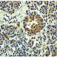 SLC30A8 / ZNT8 Antibody - Immunohistochemistry of SLC30A8 in human pancreas tissue with SLC30A8 Antibody at 5 µg/mL.