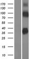 SLC30A8 / ZNT8 Protein - Western validation with an anti-DDK antibody * L: Control HEK293 lysate R: Over-expression lysate
