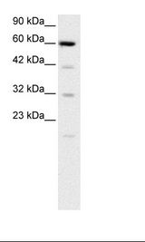 SLC30A9 / ZNT9 Antibody - HepG2 Cell Lysate.  This image was taken for the unconjugated form of this product. Other forms have not been tested.