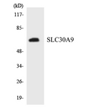 SLC30A9 / ZNT9 Antibody - Western blot analysis of the lysates from K562 cells using SLC30A9 antibody.