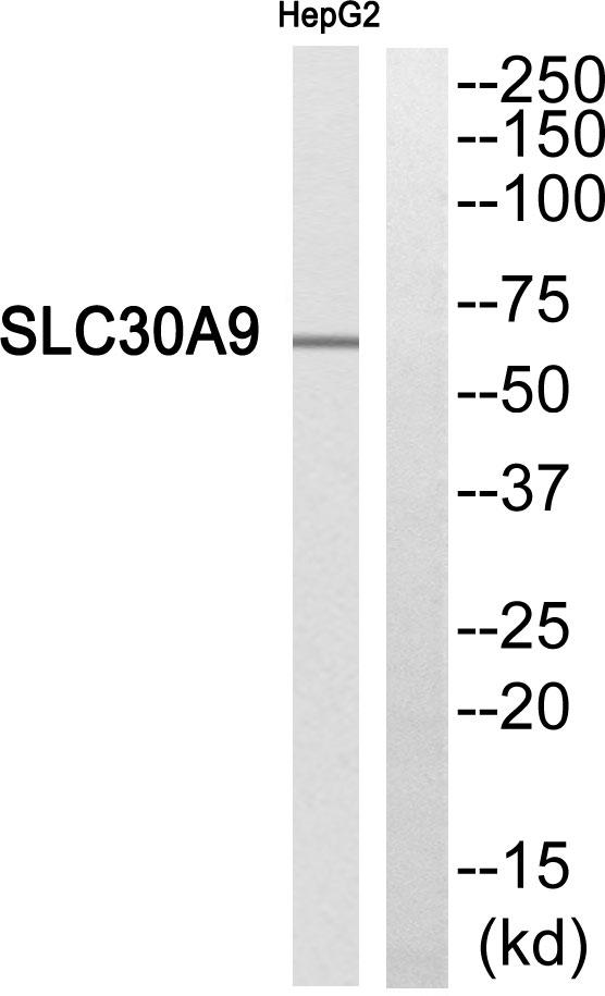 SLC30A9 / ZNT9 Antibody - Western blot analysis of extracts from HepG2 cells, using SLC30A9 antibody.