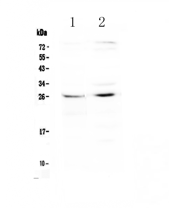 SLC31A1 / CTR1 Antibody - Western blot - Anti-SLC31A1/CTR1 Picoband antibody