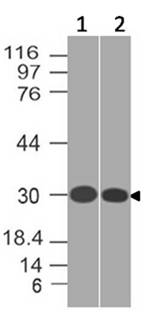 SLC31A1 / CTR1 Antibody - Fig-1: Western blot analysis of SLC31A1. Anti-SLC31A1 antibody was tested at 1 µg/ml on (1) T98G and (2) THP1 lysates.