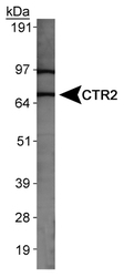 SLC31A2 Antibody - Detection of CTR2 in MEF cell lysate.  This image was taken for the unconjugated form of this product. Other forms have not been tested.